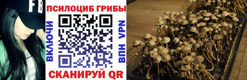 Псилоцибиновые грибы Psilocybine cubensis  Великие Луки 