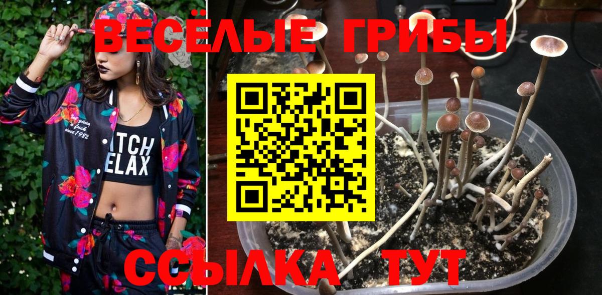 Великие Луки  Псилоцибиновые грибы Psilocybe  Псилоцибиновые грибы прущие грибы  Вход с VPN 